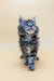 Fluffy gray Maine Coon kitten named Freddy, adorable and playful