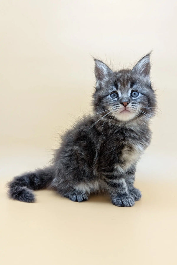 Fluffy gray tabby kitten Freddy, the adorable Maine Coon companion