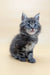 Adorable gray tabby kitten named Freddy from the Maine Coon breed collection