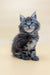 Gray tabby kitten named Freddy in a Maine Coon Kitten product display