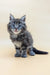 Cute Gray Tabby Kitten in Freddy, the adorable Maine Coon Kitten product