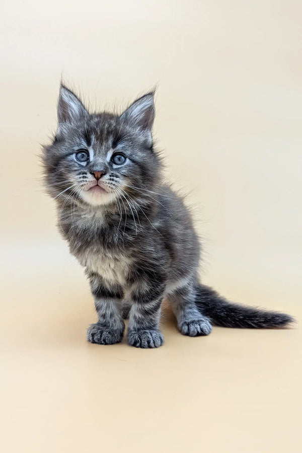 Adopt Freddy the Fluffy Maine Coon Kitten - Main Image