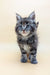 Gray tabby kitten with blue eyes in Freddy Maine Coon Kitten product image