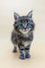 Gray tabby kitten with blue eyes named Freddy in Maine Coon style