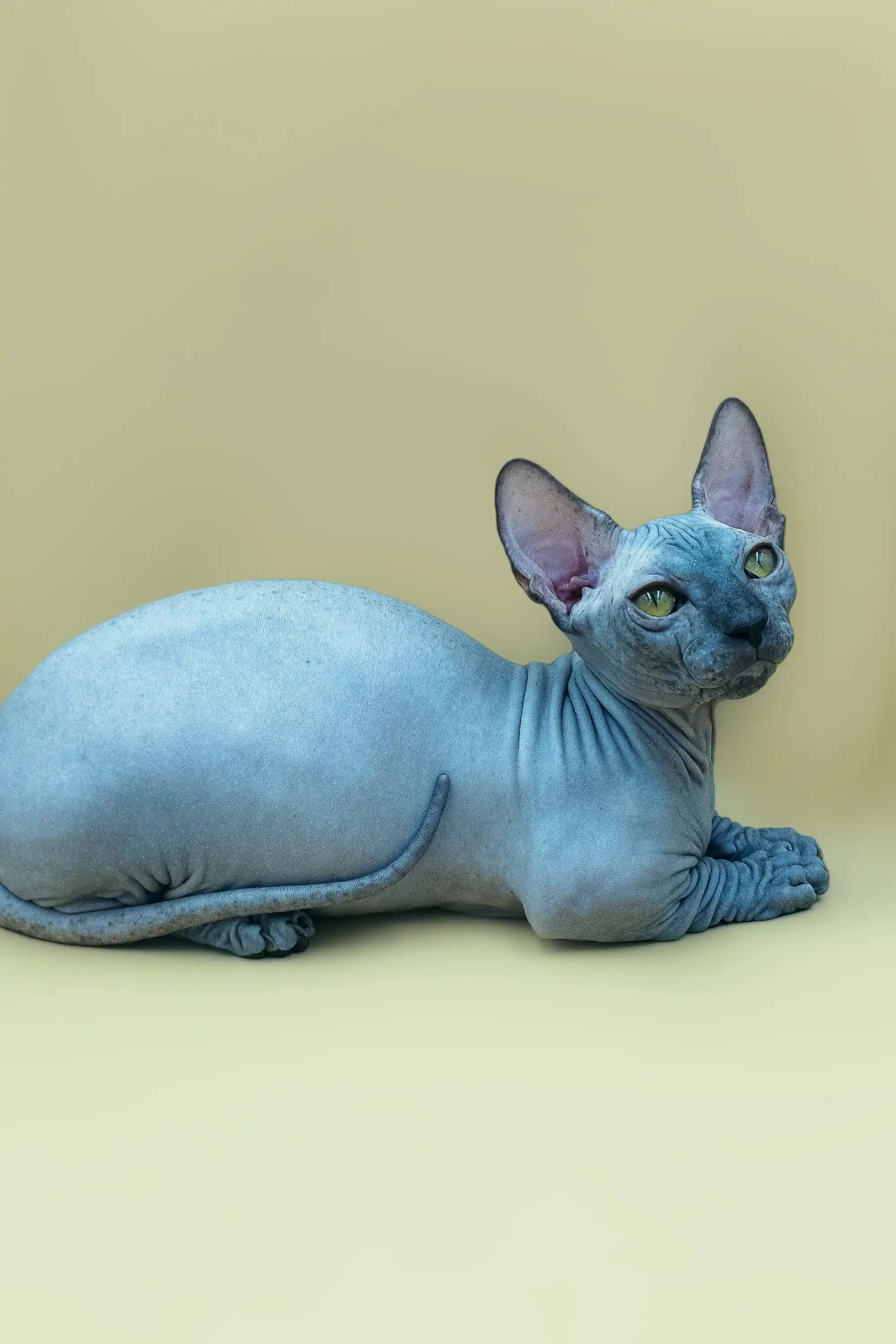 Hairless Sphynx Cats & Kittens for Sale Frederick | Bambino