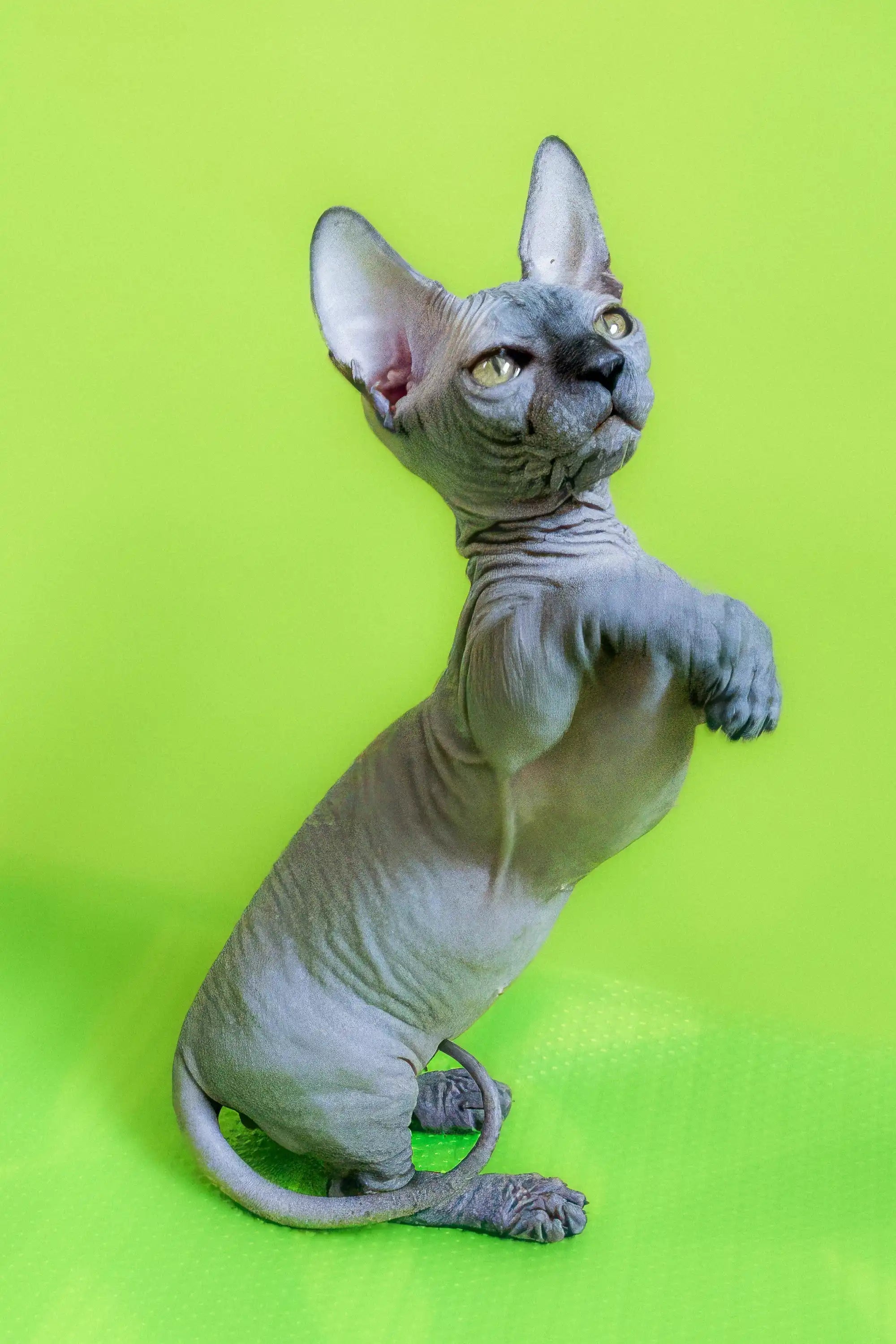 Hairless Sphynx Cats & Kittens for Sale Frederick | Bambino