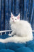 Fluffy white Maine Coon cat showcasing the adorable Frem | Maine Coon Kitten product