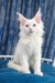 Adorable White Maine Coon kitten from the Frem Maine Coon Kitten collection