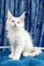 Adorable White Maine Coon Kitten from Frem | Maine Coon Kitten collection