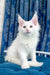 Adorable White Maine Coon kitten from Frem Maine Coon Kitten collection