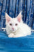 White Maine Coon kitten from Frem, playful and fluffy companion ready to charm you