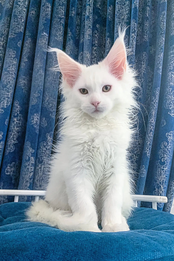 Adorable White Maine Coon kitten featured in Frem Maine Coon Kitten product