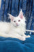 Adorable White Maine Coon cat featured in Frem Maine Coon Kitten product