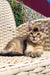 Fluffy tabby kitten relaxing on woven wicker, showcasing the Golden Maine Coon vibe