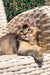 Fluffy Golden Maine Coon kitten lounging on a cozy wicker chair