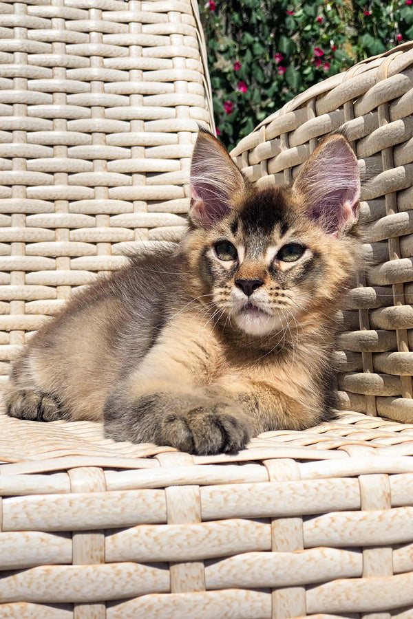 Golden Maine Coon kitten with big ears lounging on stylish woven furniture