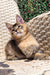 Adorable tabby kitten relaxing on wicker furniture with a Golden Maine Coon vibe