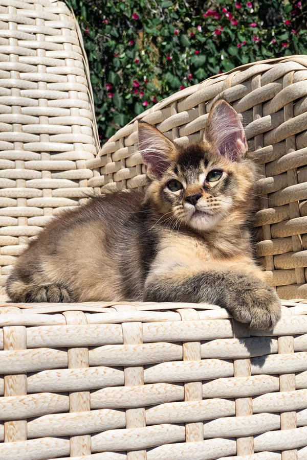 Fluffy tabby kitten chillin on wicker, showcasing Golden Maine Coon vibes