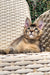 Tabby kitten relaxing on a wicker chair with a Golden Maine Coon vibe