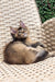 Fluffy golden Maine Coon kitten relaxing on a cozy woven chair