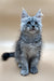 Gray and white Maine Coon kitten with big ears and blue eyes for Frendi product