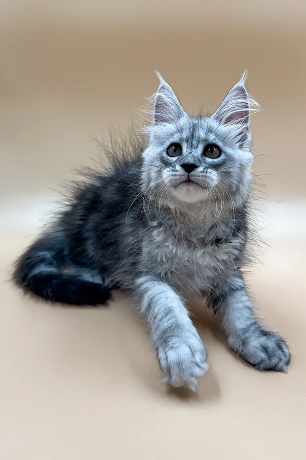 Gray and white Maine Coon kitten with fluffy fur and ear tufts, perfect for Frendi