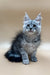 Gray and white fluffy Maine Coon kitten with blue eyes and pointed ears