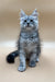 Gray Maine Coon kitten with fluffy coat and ear tufts, perfect for your home