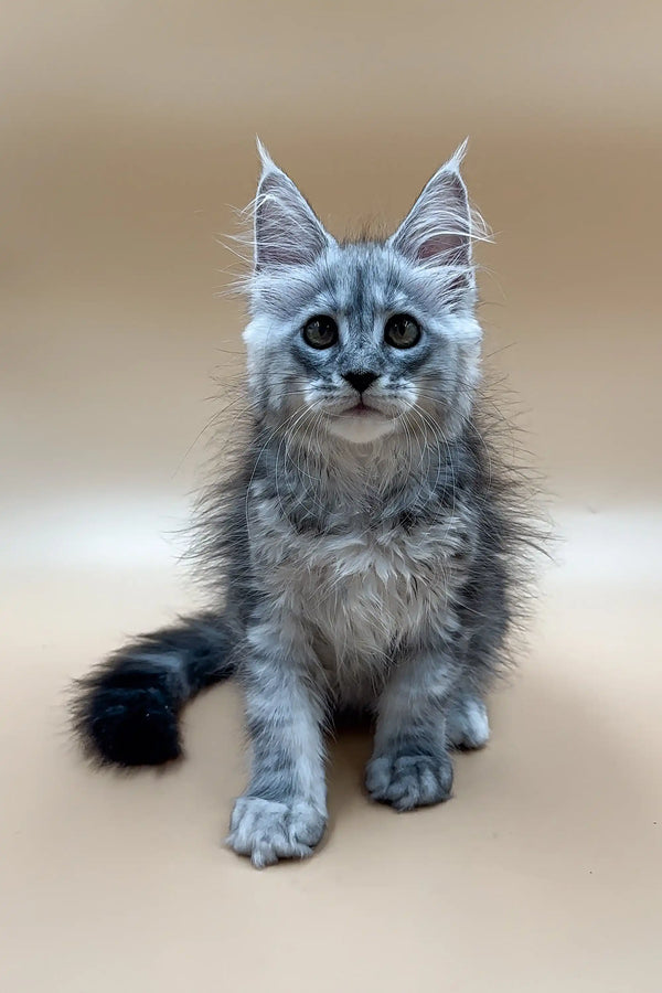 Gray and white Maine Coon kitten with ear tufts, fluffy fur for Frendi Maine Coon