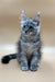 Adorable Gray Maine Coon kitten showcasing its fluffy coat and cute ear tufts