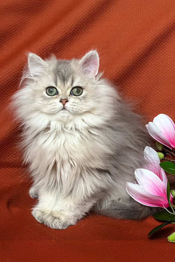 Fluffy gray British Longhair kitten named Frenk with cute pink flowers around it