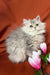 Fluffy gray kitten named Frenk surrounded by lovely pink flowers