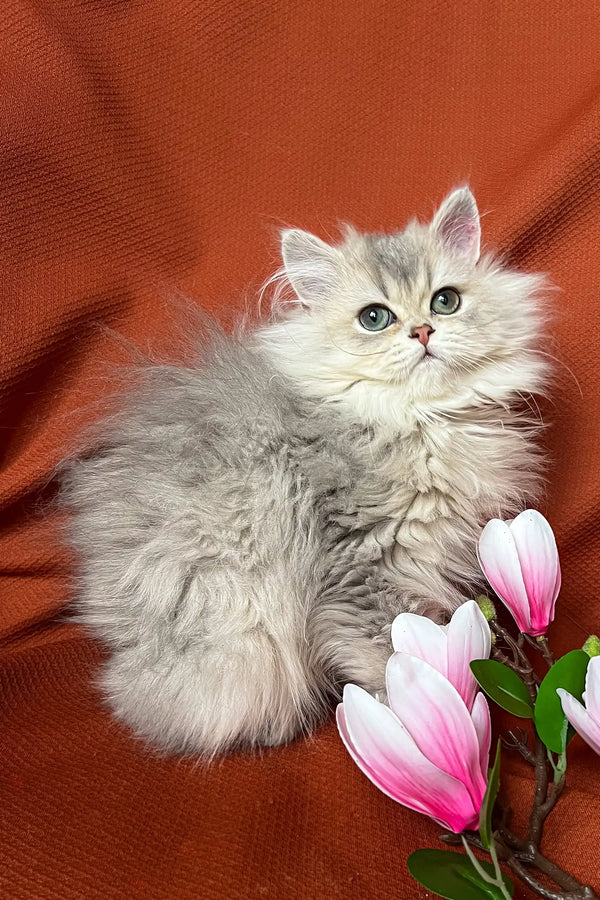 Fluffy gray kitten named Frenk surrounded by lovely pink flowers