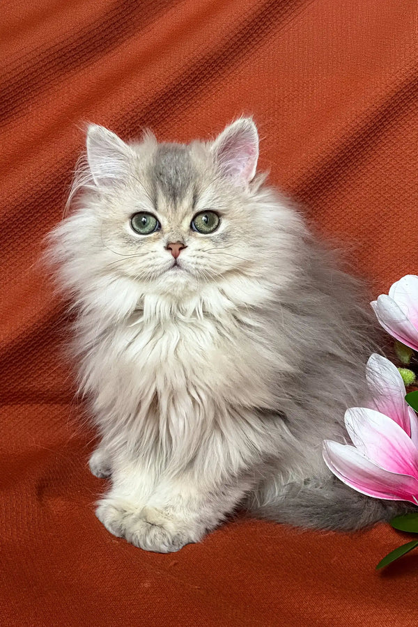 Fluffy gray kitten from Frenk, a cute British Longhair Kitten product