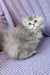 Fluffy grey Persian kitten with striking blue eyes in Frenk British Longhair product