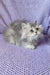 Fluffy grey and white British Longhair kitten named Frenk with blue eyes lounging around