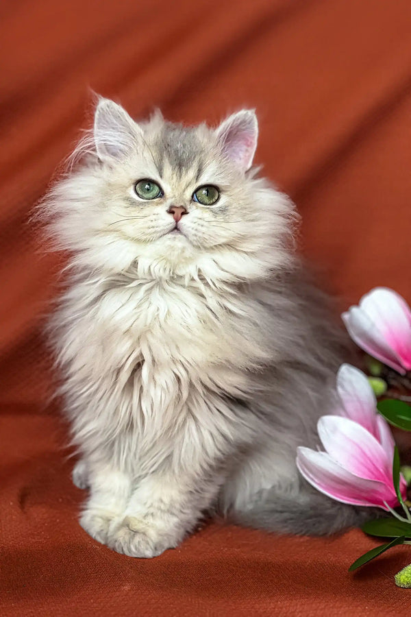 Adorable fluffy silver chinchilla kitten named Frenk from the British Longhair breed