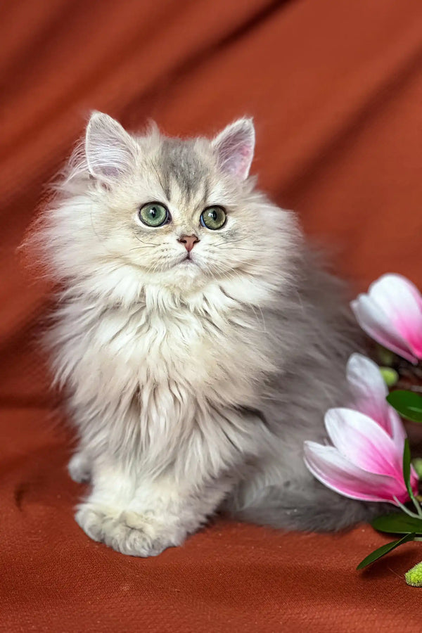 Fluffy silver chinchilla kitten from Frenk British Longhair Kitten collection