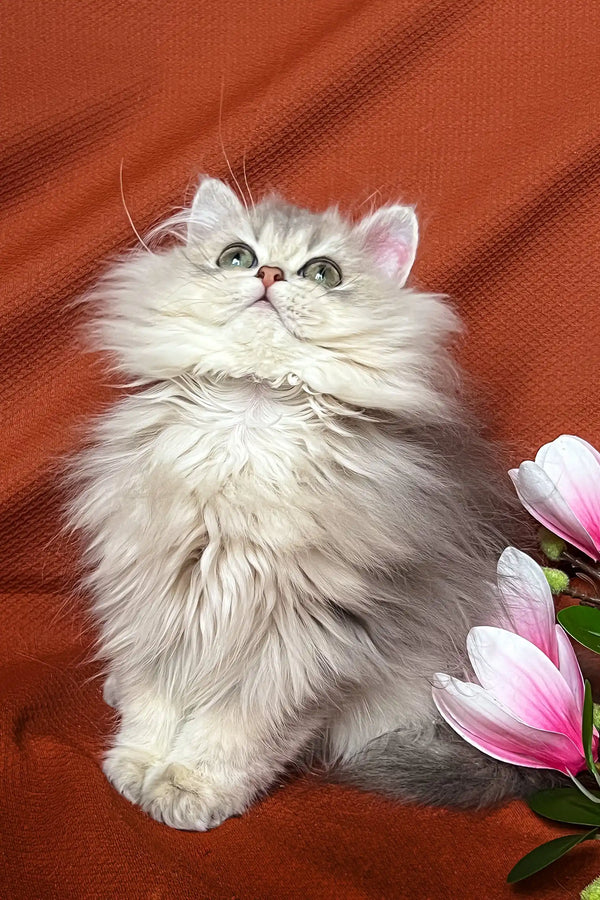 Fluffy silver Persian kitten featured in Frenk British Longhair Kitten product
