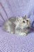 Fluffy white British Longhair kitten with blue eyes resting on a purple surface