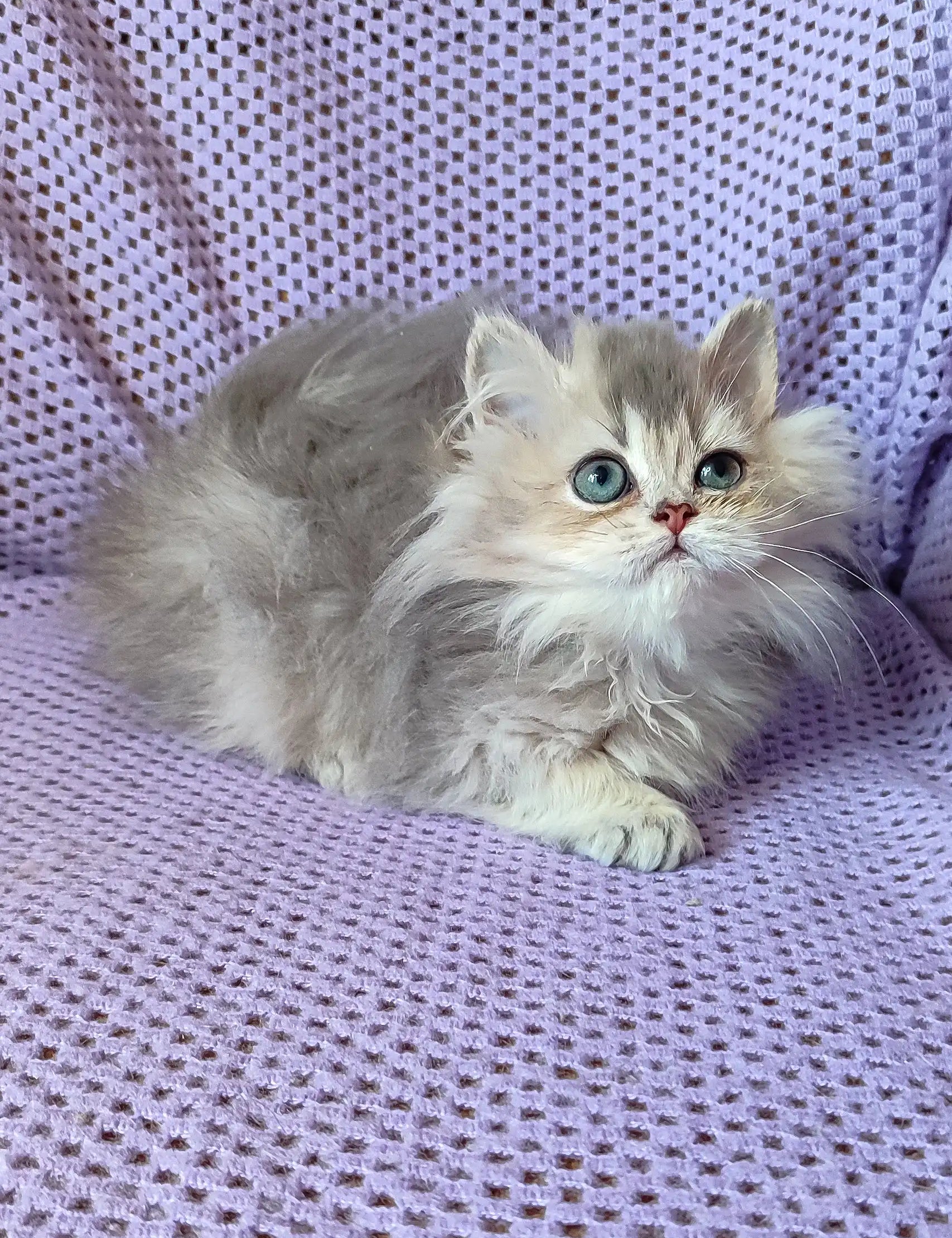 Fluffy white and grey Persian cat with striking blue eyes in Frenk | British Longhair Kitten