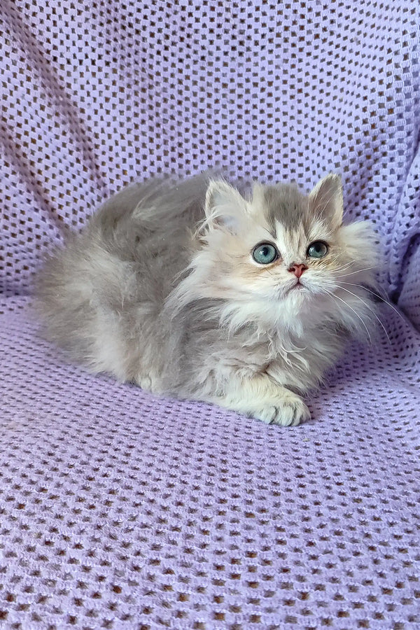 Fluffy white and grey Persian cat with striking blue eyes in Frenk | British Longhair Kitten