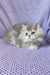 Fluffy white and grey British Longhair kitten with blue eyes resting on purple surface