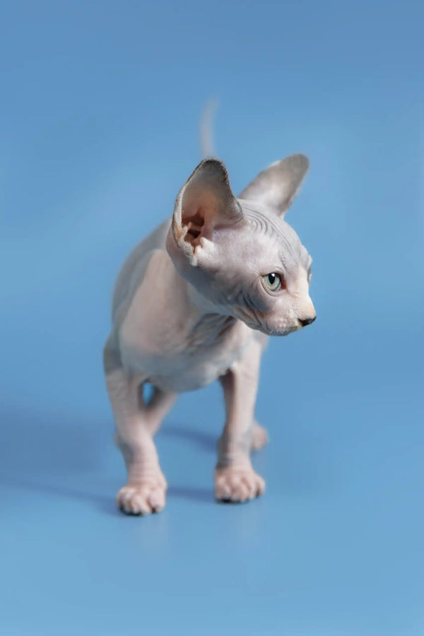 Adorable Hairless Sphynx kitten named Frenk with pale pink skin and alert ears