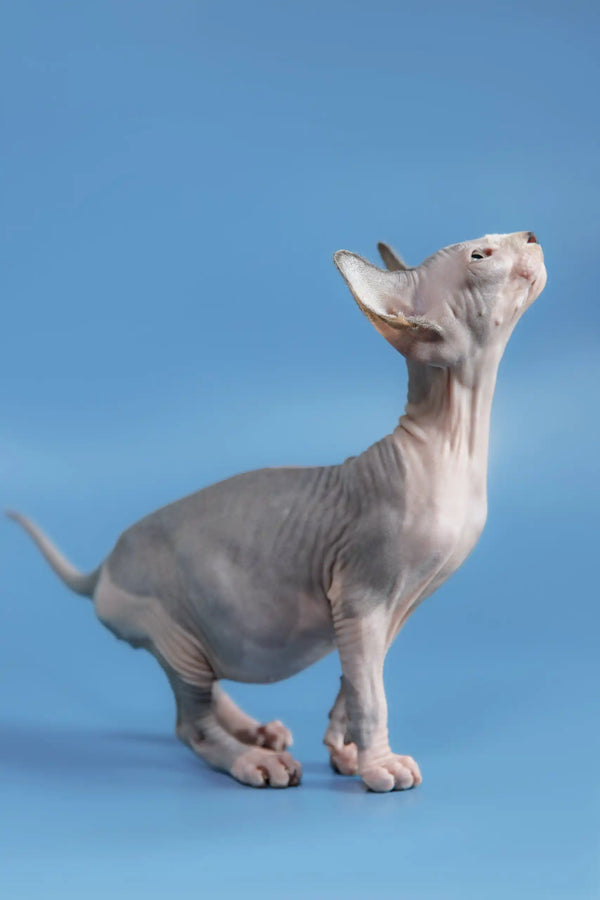 Cute Hairless Sphynx kitten with wrinkled gray skin looking up in Frenk product