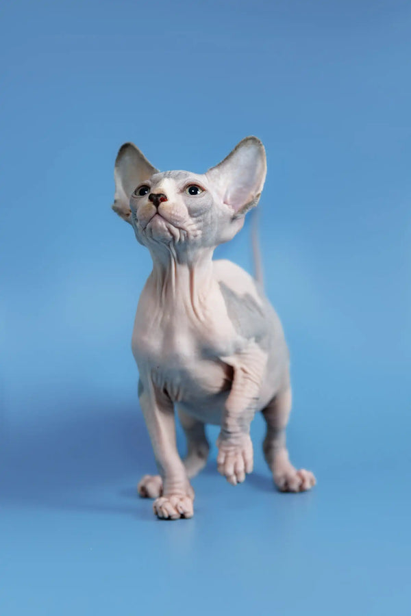 Hairless Sphynx cat with big ears standing alert for Frenk Canadian Sphynx Kitten