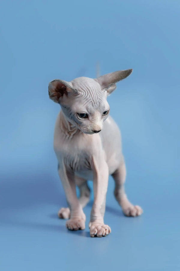 Hairless Sphynx cat with wrinkled skin and pointed ears, perfect for Frenk Canadian Sphynx Kitten