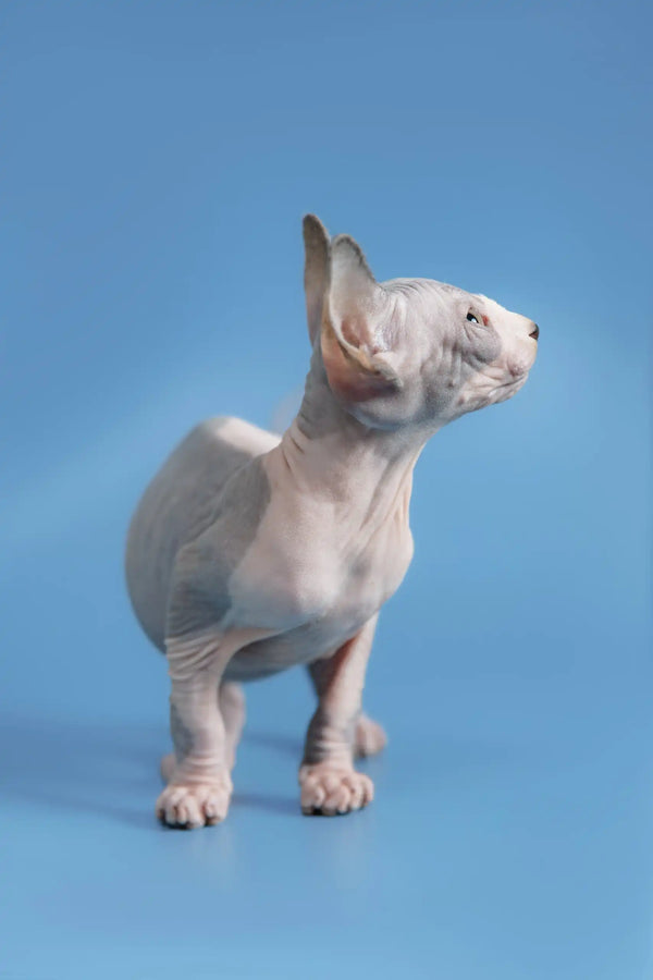 Proud Hairless Sphynx cat posing for Frenk Canadian Sphynx Kitten product