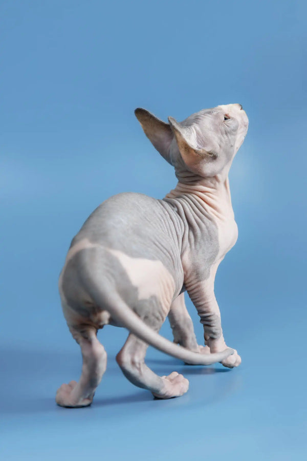 Curious Hairless Sphynx cat with head tilted, featured in Frenk | Canadian Sphynx Kitten