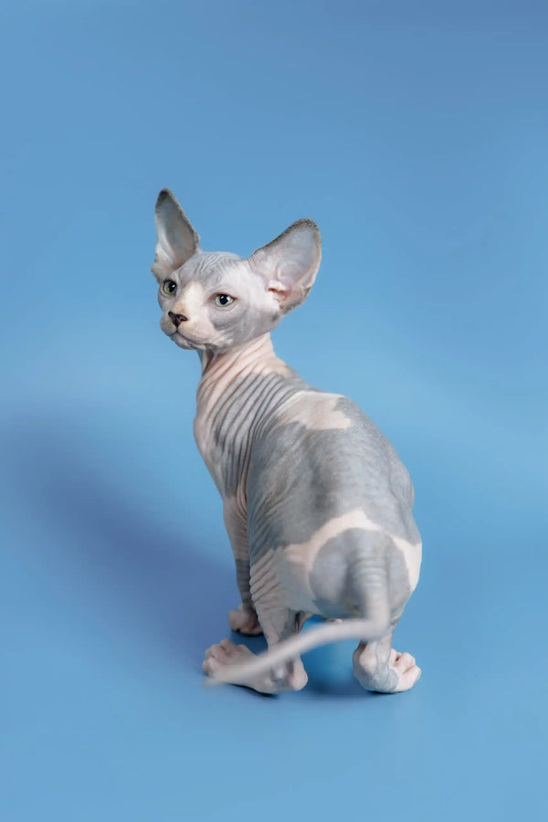 Alert Hairless Sphynx cat in a cute pose for Frenk Canadian Sphynx Kitten product